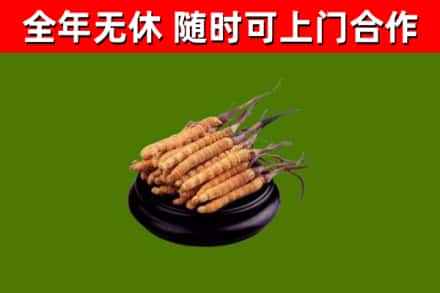 新密市烟酒回收冬虫夏草.jpg